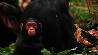 Greystoke Mahale | Tanzania | Expert Africa