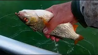 Клюет ли рыба при восточном ветре