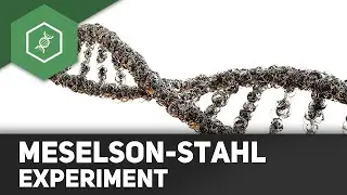 Meselson-Stahl-Experiment