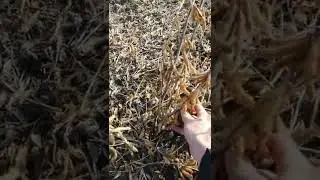 Соя без добрив! Відео 2021р.