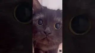 #cat