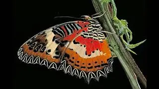 Les plus belles photos de papillons du monde