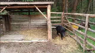 Жизнь кабана Яши в домашних условиях.