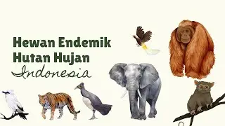7 Hewan Endemik Hutan Hujan di Indonesia #hewan #hewanendemik #endemik #hutanhujan #hutan