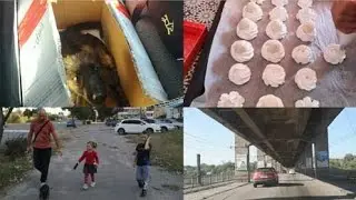 ВЗЯЛИ ЩЕНКА !!!ТЕПЕРЬ СКУЧНО НЕ БУДЕТ!!! Семейный канал