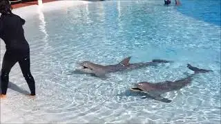 dolphins @ the Grand Sirenis resort