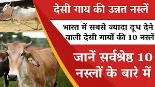 टॉप 10 सर्वश्रेष्ठ देसी गाय की उन्नत नस्लें,भारत में सबसे ज्यादा दूध देने वाली देसी गायों की नस्लें