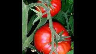 Feds to limit gardening? (Monsanto, seeds, Ron Paul)