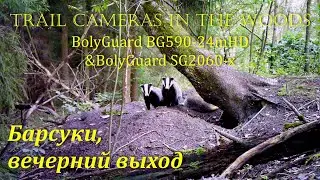 БАРСУКИ Вечерний выход