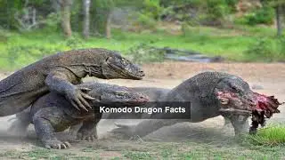 Komodo Dragon Facts