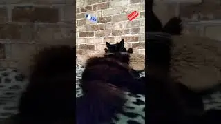 Кот босс на работе