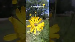 Most of this Plant is Underground!