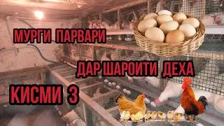 Мург  100 парвари Дар шароити хона