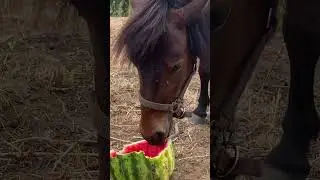 Мишка понь