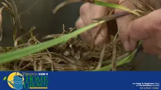 The Steps to Propagating Plants