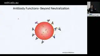 Chung A (2023): The multifaceted roles of antibodies