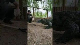 Training Nile Crocodiles! Can they learn?