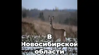 В Новосибирской области задержали браконьера, застрелившего пять косуль