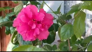 Ярко розовый махровый гибискус Dable Cona