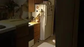 Cat trys to sneak and open the fridge....