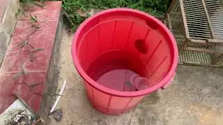Chất Lượng Cao Khi Sử Dụng Cám Dưỡng Kèm Hạt Cào Cào . Zalo 0982243535