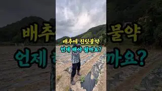 배추에 진딧물약 언제 해야 될까요?