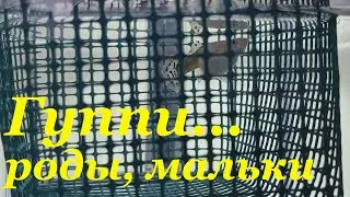 Гуппи размножение Мальки гуппи Разведение гуппи Роды гуппи