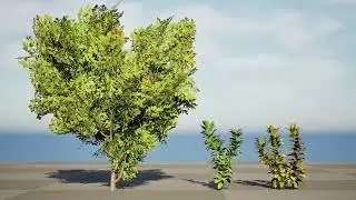 African Milk Bush 3D animation with unreal