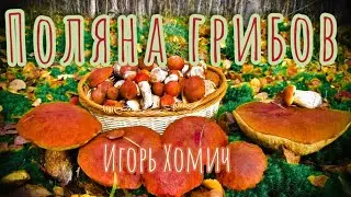 ГРИБЫ под Витебском 2022 / В ЛЕС ЗА ГРИБАМИ в октябре  / ЛУЧШИЕ ГРИБЫ ДЛЯ МАРИНОВАННИЯ / ГРИБЫ 2022