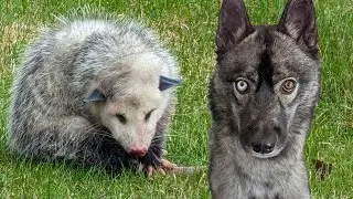 We Found An Injured Possum!  Now What?