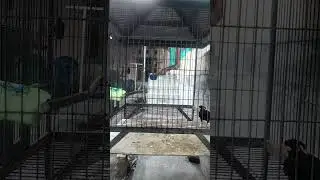 burung Beo pintar ngoceh ngoceh terus.. #burungkicau #kicaumania #birdsounds #burungbeo #beopintar