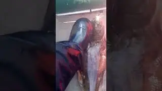 Палтус. Териберка. 2022 июль.