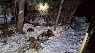 море голодных соболей