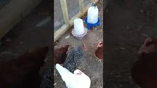 noisy backyard chickens play keep away with cicada shells