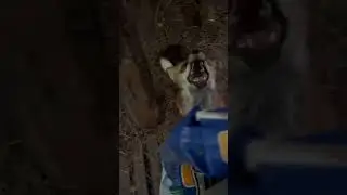 Нападение исподтишка #лиса #животные #fox #лисаальма