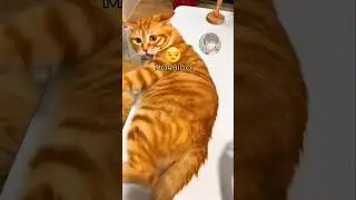🐱 Gatto panzone