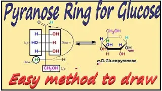 Cyclic Structure of Glucose || Pyranose Ring for Glucose || Carbohydrates