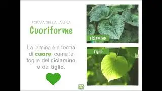 Classificazione delle foglie