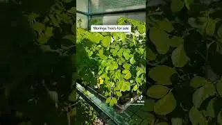 Moringa Trees for Sale
