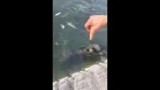 Turtles at the Park.