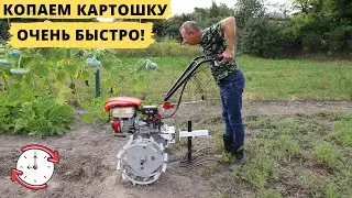 How to quickly dig up potatoes in 10 minutes?