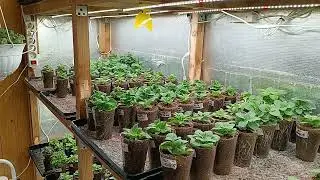 🌸Processing plants on the rack from diseases and pests🌸