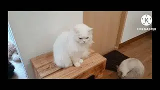 ngelus kucing di paw paw cafe solo