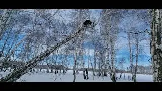 охота на куницу в феврале