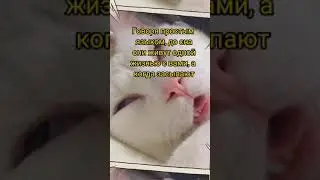 Вторая жизнь твоего любимца😱 