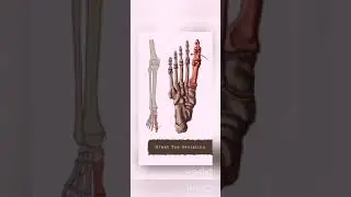 ID - Anatomy of a Bunion