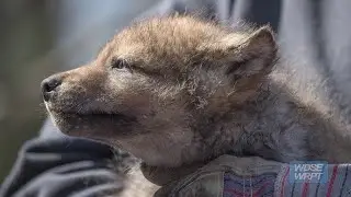 Photographing Wolf Pups