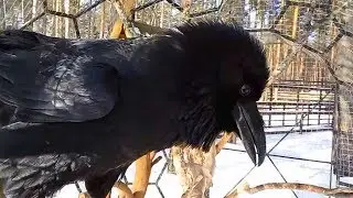 Crow
