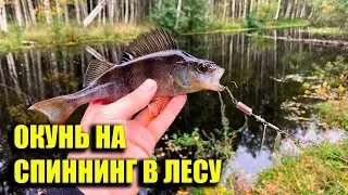 Ловлю окуня и щурят на спиннинг в лесном канале