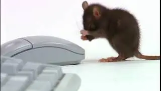 MICROSOFT Stay Safe Online 